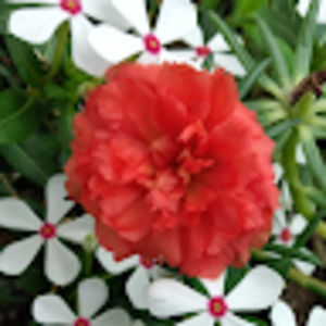 Meet your Posher, Gloria